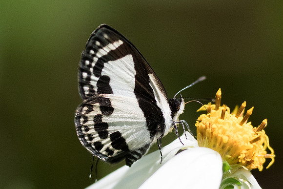 Caleta roxus-4468 - Krabi - 22/11/23