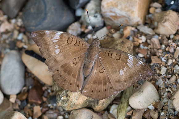 Euthalia aconthea-6518 - Railay - 25/11/23