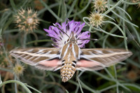 Hyles livornica