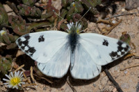 Euchloe crameri