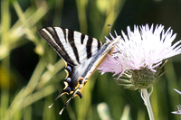 Iphiclides feisthamelii