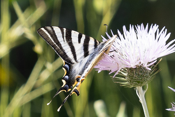 Iphiclides feisthamelii-7103