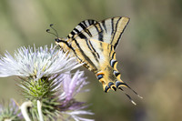 Iphiclides feisthamelii-7125