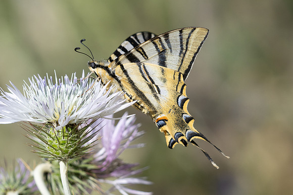 Iphiclides feisthamelii-7125