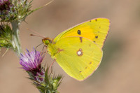 Colias crocea