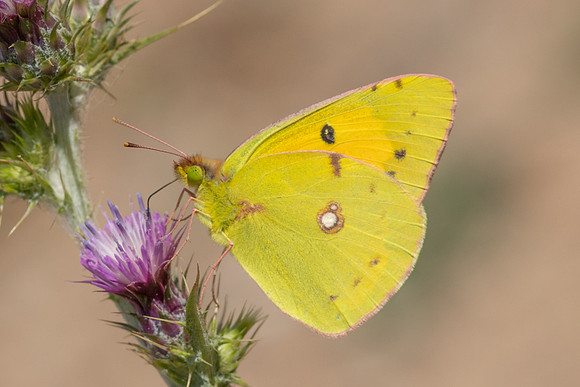 Colias croceus-7131
