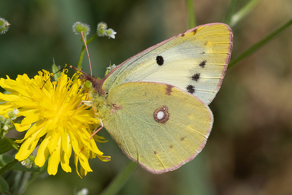 Colias sp-7275