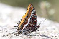 Charaxes jasius