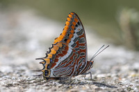 Charaxes jasius-7457