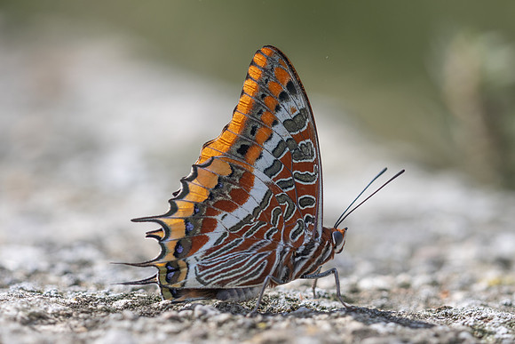 Charaxes jasius-7457