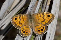 Lasiommata megera