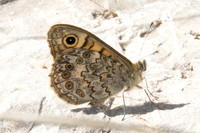 Lasiommata megera