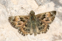 Carcharodus alceae
