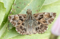 Carcharodus alceae-7235
