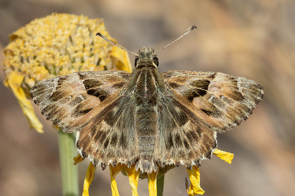 Carcharodus alceae-7259