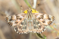 Carcharodus alceae id--7335