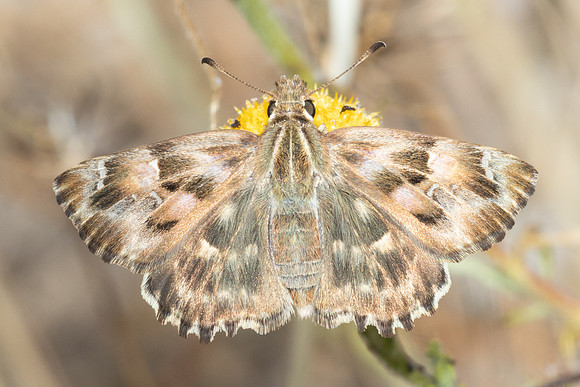 Carcharodus alceae id--7335