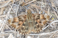 Carcharodus alceae id--7332