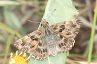 Carcharodus alceae-7239