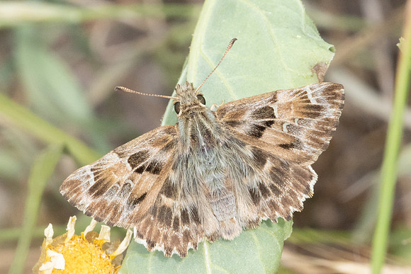 Carcharodus alceae-7239