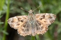 Carcharodus alceae-7314