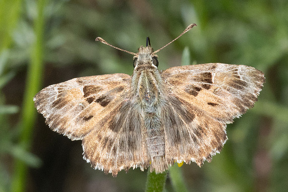 Carcharodus alceae-7314