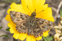 Carcharodus alceae-7337