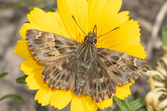 Carcharodus alceae-7337