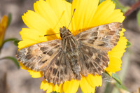 Carcharodus alceae-7341