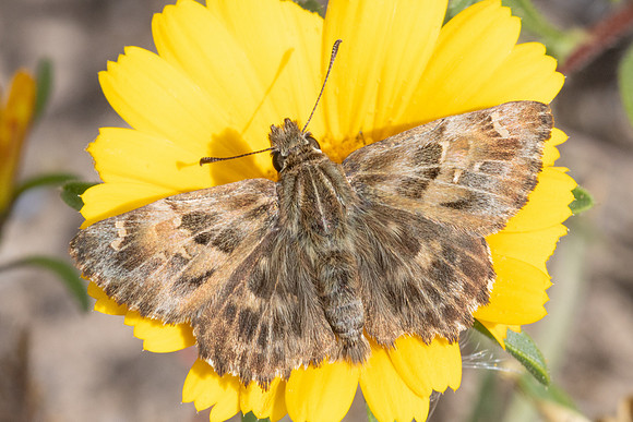 Carcharodus alceae-7341