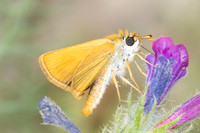 Thymelicus sylvestris