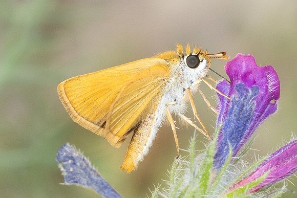 Thymelicus sylvestris-7179