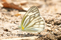 Cepora nerissa dapha-2661 - Chiang Dao - 20/03/25