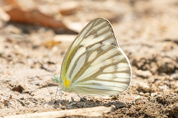 Cepora nerissa dapha-2661 - Chiang Dao - 20/03/25