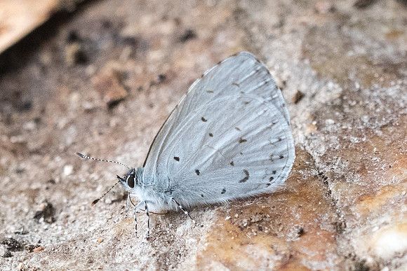 Udara dilecta dilecta-7041 Doi Suthep -  14/03/23