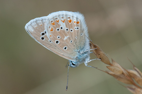 Polyommatus dorylas Fontibre