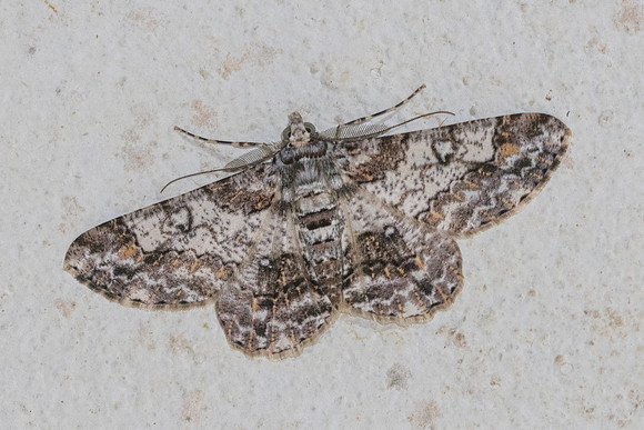 Cleora alienaria-0928 - Chiang Dao - 17/03/25