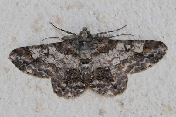 Cleora alienaria-0925 - Chiang Dao - 17/03/25