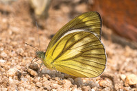 Cepora nadina-1357 - Chiang Dao - 11/03/25