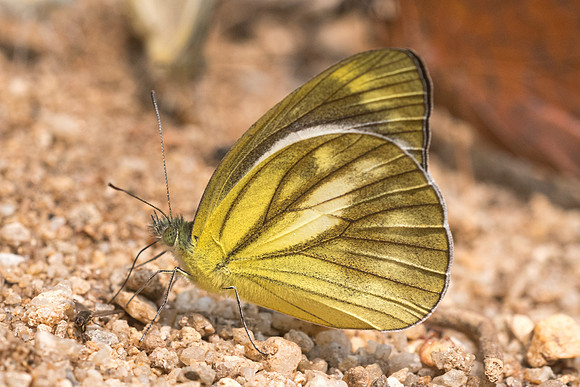 Cepora nadina-1357 - Chiang Dao - 11/03/25