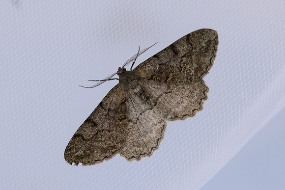 Alcis repandata_2256 - Briançon