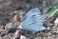 Artogeia canidia-3335 - Chiang Dao - 15/11/23