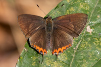 Heliophorus epicles-5002 - Doi Inthanon - 23/03/24