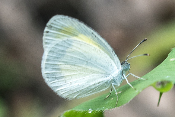 Eurema daira-1146