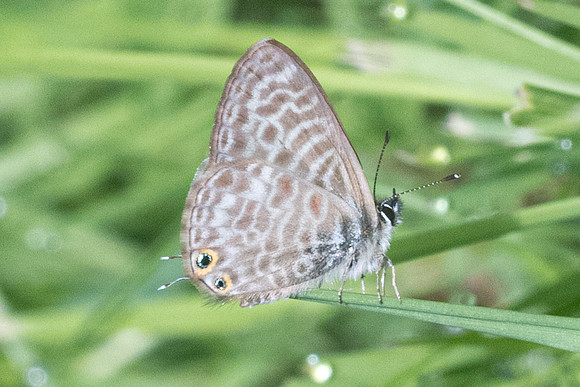 Leptotes pirithous-7711 - Croissy Beaubourg - 15/08/23