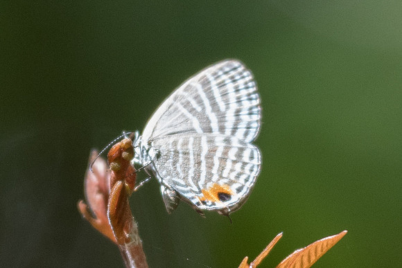 Jamides malaccanus malaccanus-7067 - Khao Phanom Bencha National Park - 28/11/23