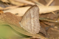 Mycalesis mnasicles-1844