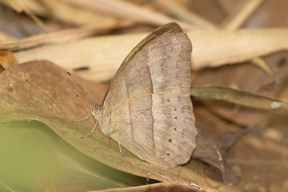 Mycalesis mnasicles-1844