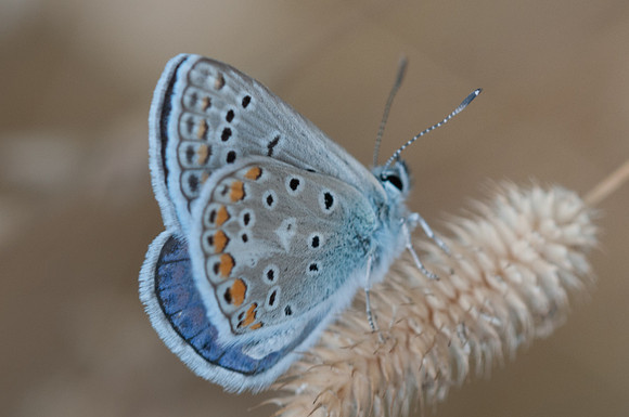 Polyommatus icarus