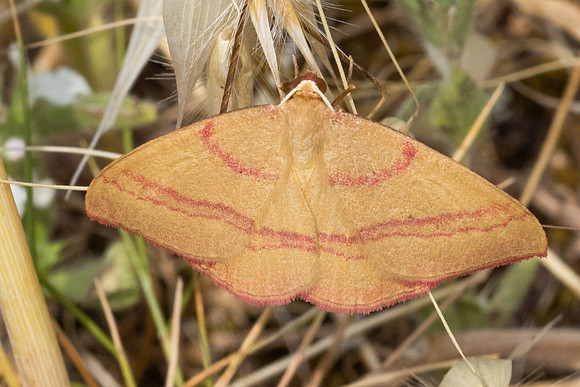 Rhodostrophia calabra-8901 - Le Beausset - 5/06/25